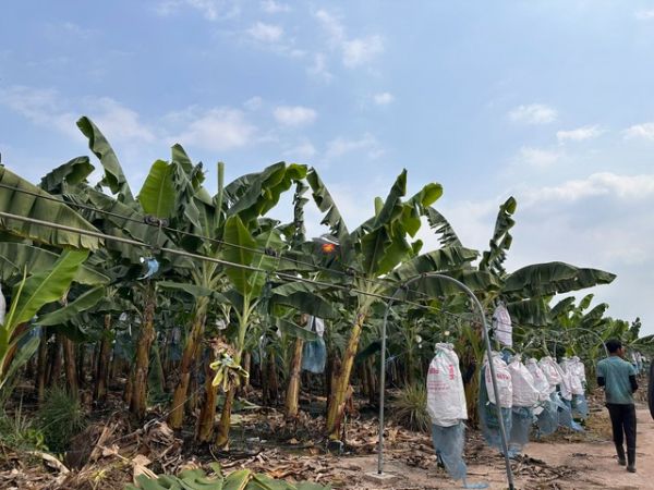 Cavendish Bananas Supplier in Vietnam